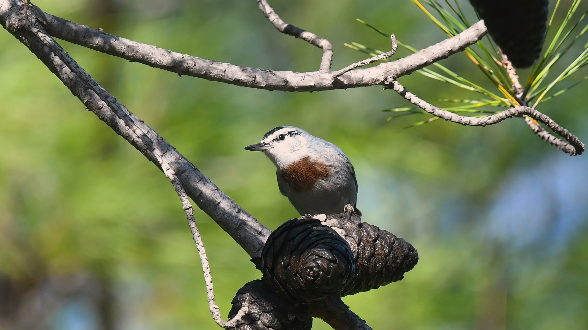 Krüper's Nuthatch